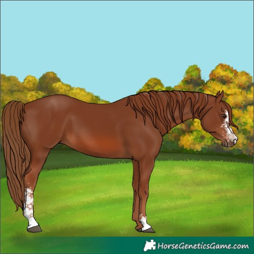 Horse Color:Chestnut Sabino