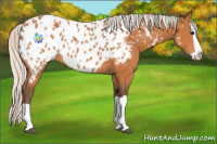 Horse Color:Silver Bay Splash Appaloosa 
