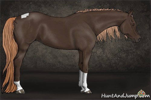 Horse Color:Liver Chestnut Tobiano Rabicano