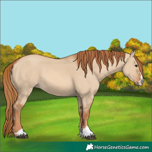 Horse Color:Red Dun 