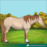 Horse Color:Red Dun 