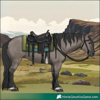 Horse Color:Grullo 