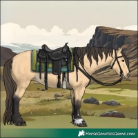 Horse Color:Buckskin 