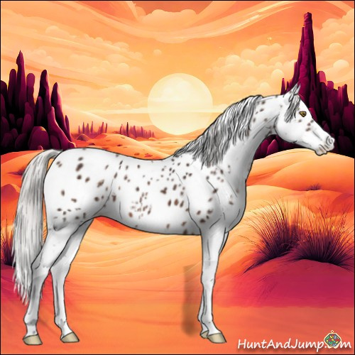 Horse Color:Silver Brown Sabino Appaloosa 