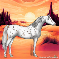 Horse Color:Silver Brown Sabino Appaloosa 
