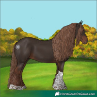 Horse Color:Liver Chestnut Tobiano 