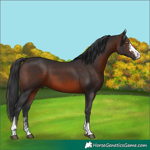 Horse Color:Brown Sabino Tobiano 