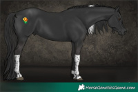 Horse Color:Liver Chestnut Tobiano 