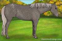 Horse Color:Silver Black Appaloosa 