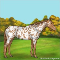 Horse Color:Chestnut Appaloosa