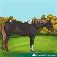 Horse Color:Liver Chestnut Tobiano 