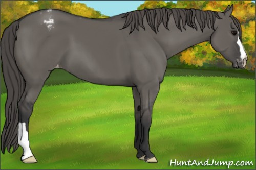 Horse Color:Grullo Varnish 