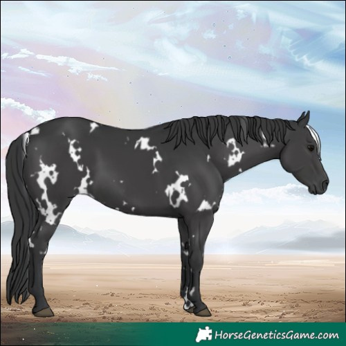 Horse Color:White Spotted Black 