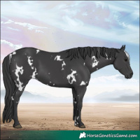 Horse Color:White Spotted Black 