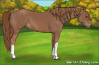 Horse Color:Chestnut 