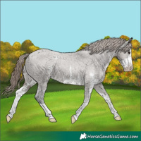 Horse Color:Grullo Sabino Varnish