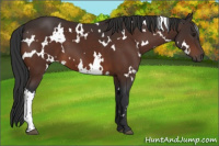 Horse Color:White Spotted Brown 