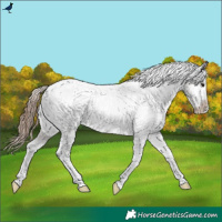 Horse Color:Grullo Tobiano Appaloosa 