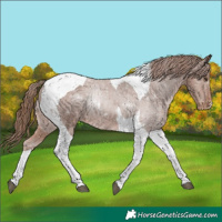 Horse Color:Chestnut Tobiano Appaloosa