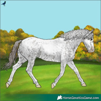 Horse Color:Grullo Tobiano Snowflake Varnish