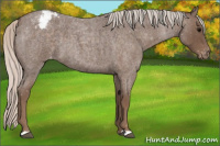Horse Color:Silver Blue Roan Appaloosa