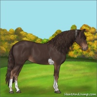 Horse Color:Liver Chestnut Tobiano 