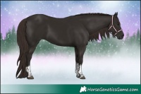 Horse Color:Liver Chestnut Tobiano 