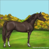 Horse Color:Liver Chestnut Tobiano 
