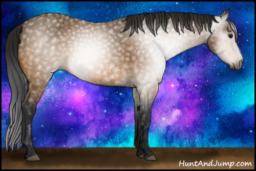 Horse Color:Gray Buckskin 