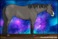 Horse Color:Grullo Splash 