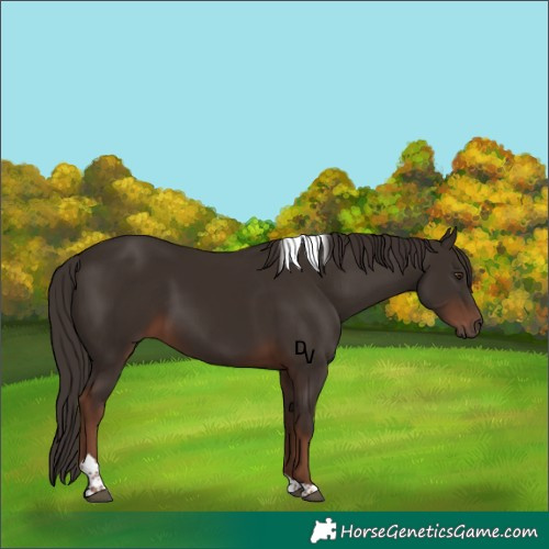 Horse Color:Liver Chestnut Tobiano 