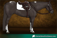 Horse Color:Liver Chestnut Tobiano 