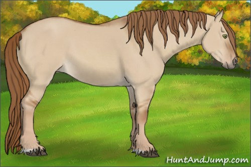 Horse Color:Red Dun 