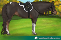 Horse Color:Liver Chestnut Tobiano 