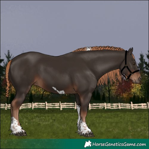 Horse Color:Liver Chestnut Tobiano
