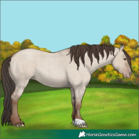 Horse Color:Classic Champagne Roan Dun