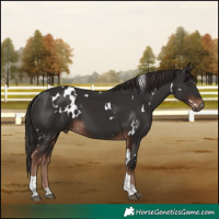 Horse Color:White Spotted Liver Chestnut Tobiano
