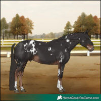 Horse Color:White Spotted Liver Chestnut Tobiano 