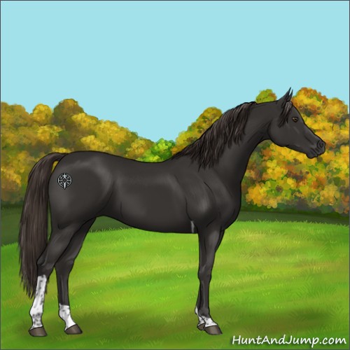 Horse Color:Liver Chestnut Tobiano