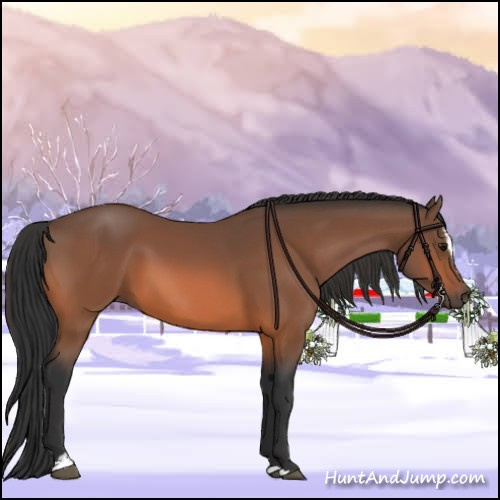 Horse Color:Bay Sabino 