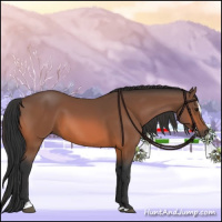 Horse Color:Bay Sabino 