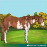 Horse Color:White Spotted Chestnut 