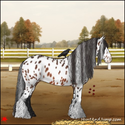 Horse Color:Bay Appaloosa