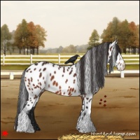 Horse Color:Bay Near Leopard 