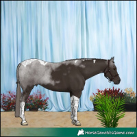 Horse Color:Liver Chestnut Tobiano 