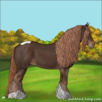 Horse Color:Liver Chestnut Tobiano 