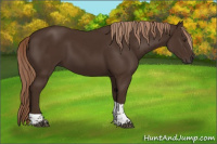 Horse Color:Liver Chestnut Tobiano 
