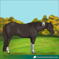 Horse Color:Liver Chestnut Tobiano 