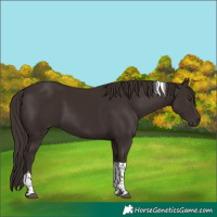 Horse Color:Liver Chestnut Tobiano 