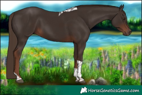 Horse Color:Liver Chestnut Tobiano 